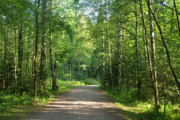 Obraz premium Path in a pine forest at sunny summer day, Karelian isthmus, Russia.