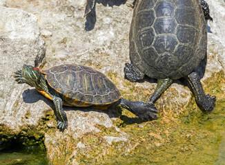 turtles basking and swimming in the sun