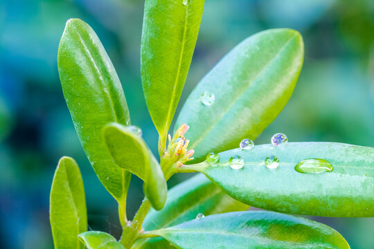 Gouttes sur feuilles de ravintsara aromatica