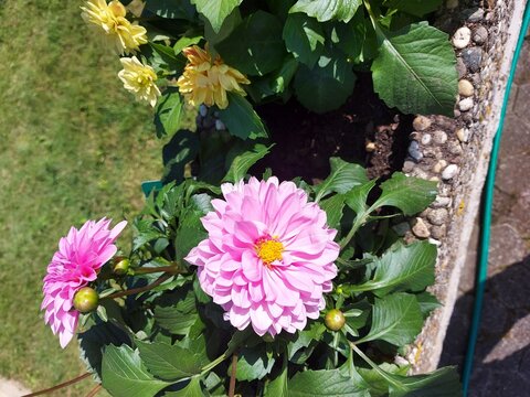 Pink rose daliya flower