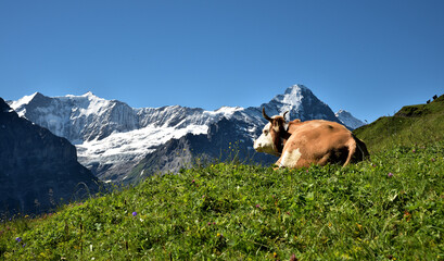 Fototapeta na wymiar Eine grasende Kuh vor den Berner Alpen Panorama