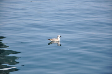 Young seagull floating alone in deep blue calm sea