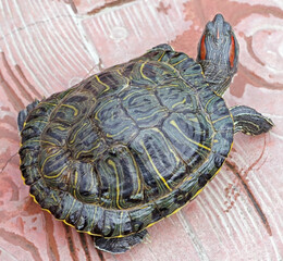 An image of Red Eared Turtle