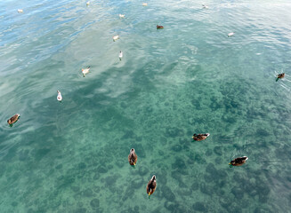 Ducks and river gulls on Lake Constance and the island of flowers (Flower Island Mainau on the Lake...
