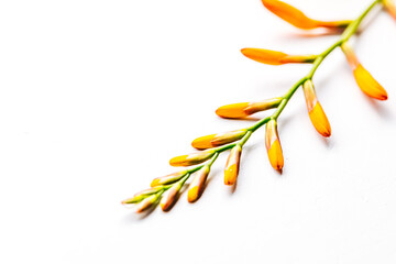 orange montbretia with buds on a white background. orange flower on white background. macro photo of a flower 