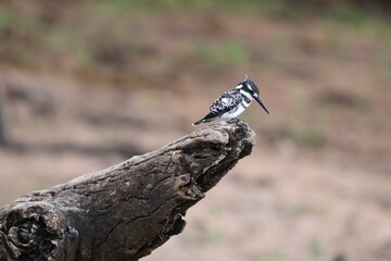 Giant Kingfisher by the Chobe River in Botswana