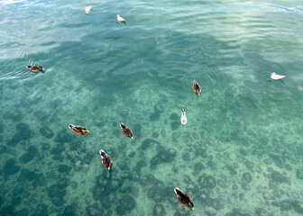 Ducks and river gulls on Lake Constance and the island of flowers (Flower Island Mainau on the Lake...