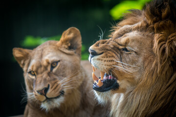 lion and lioness portrait in nature