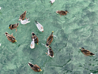 Ducks and river gulls on Lake Constance and the island of flowers (Flower Island Mainau on the Lake...