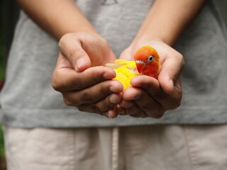 Asian girl's hand holding yellow Lovebird, Selective focus.