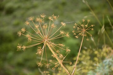 Detail of dried flower with some seeds of Thapsia villosa in ravine.