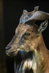 Fototapeta premium portrait of a helix goat