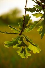 green oak leafs and warm evening lights