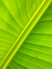 green leaf texture