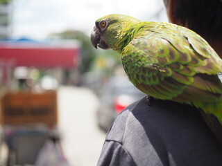 Parrot is sitting on man shoulder, Selective focus with motion blur.