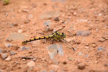 Dragonfly Onychogomphus forcipatus perched on the ground.