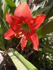 red tropical flower