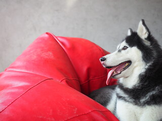 Portrait of young beautiful funny siberian husky dog sitting on red sofa at home and Loft style wall background, Selective focus.