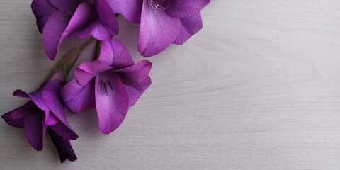 tavolo bianco con fiori viola aperti - obrazy, fototapety, plakaty