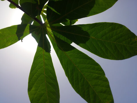 green leaves, blue sky