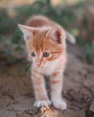 A small red kitten with big blue eyes. A kitten walks on the grass in the Park. Kitten in nature. Baby, boy cat.