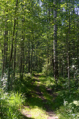 Path in a pine forest at sunny summer day, Karelian isthmus, Russia.