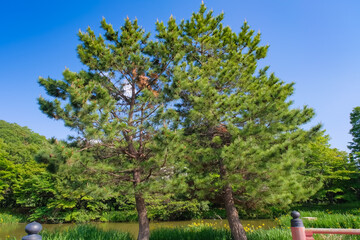 Fototapeta premium 横浜市 称名寺 境内の松の木