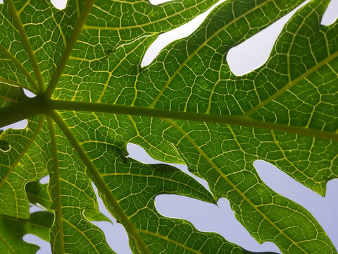 green leaf background