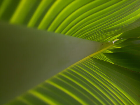 green leaf background