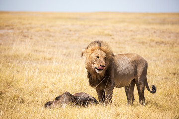 Male lion and dead wildebeest, Kalahari Desert