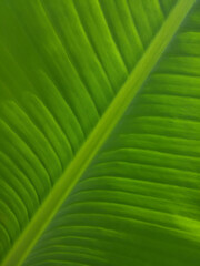 green leaf texture