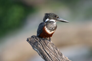 Giant Kingfisher by the Chobe River in Botswana