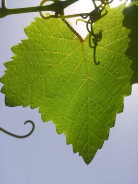 green leaf, blue sky 