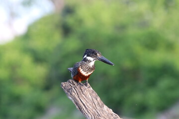 Giant Kingfisher by the Chobe River in Botswana