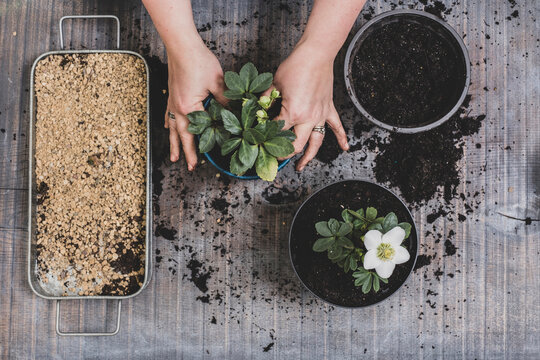 Person potting up small white Christmas rose hellebore plants.