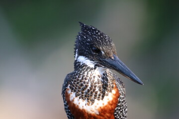 Giant Kingfisher by the Chobe River in Botswana