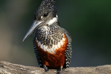 Giant Kingfisher by the Chobe River in Botswana