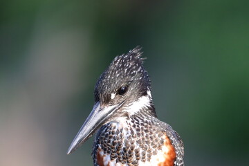 Giant Kingfisher by the Chobe River in Botswana