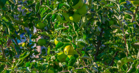 Apples in an apple tree cultivated in a garden in bright sunlight in summer, Almere, Flevoland, The Netherlands, July 22, 2020