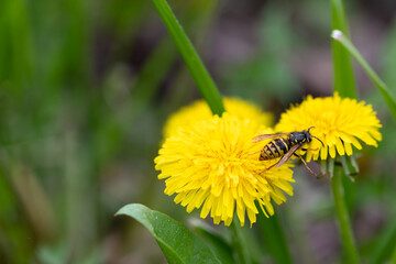 Field wild bee gathering honey from dandellion flower, selective focus