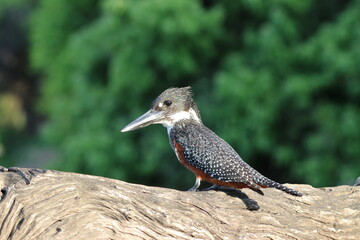 Giant Kingfisher by the Chobe River in Botswana