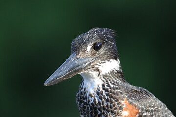 Giant Kingfisher by the Chobe River in Botswana