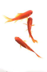 goldfish on white background top view