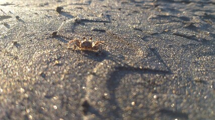 crab on sand