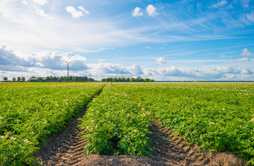 Fototapeta na wymiar Potato plants growing and flowering in an agricultural field in the countryside below a blue cloudy sky in sunlight in summer, Almere, Flevoland, The Netherlands, July 22, 2020