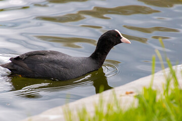 black duck swims on water