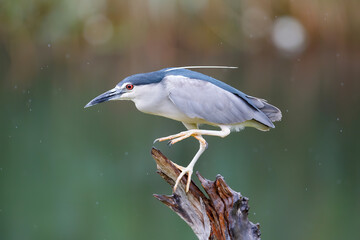 Black crowned Night Heron (Nycticorax nycticorax) sitting on a branch in natural habitat. Blurry  background.