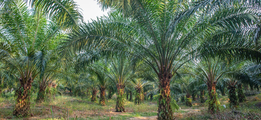 Inside oil palm plantation. © fotoverse