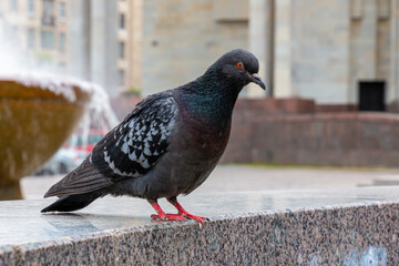 pigeon sitting on the stone
