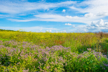 Lush green foliage of trees and yellow and white wild flowers in a field below a blue cloudy sky in sunlight in summer, Almere, Flevoland, The Netherlands, July 22, 2020